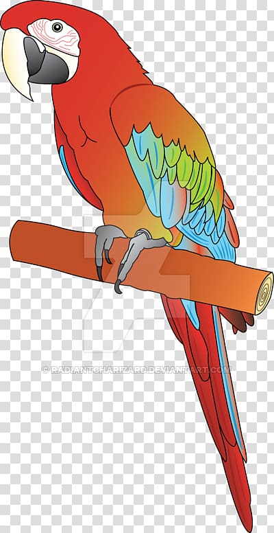 Macaw Parrot Beak , Redandgreen Macaw transparent background PNG clipart