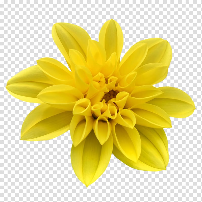 yellow dahlia flower illustration, Flower Designer Petal, Beautiful floral design transparent background PNG clipart