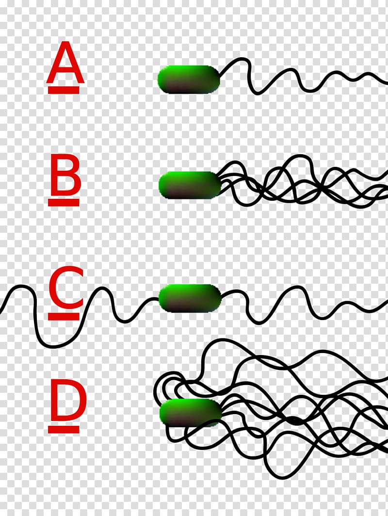 Flagellum Bacteria Prokaryote Cell Flagellate, Clostridium Tetani transparent background PNG clipart