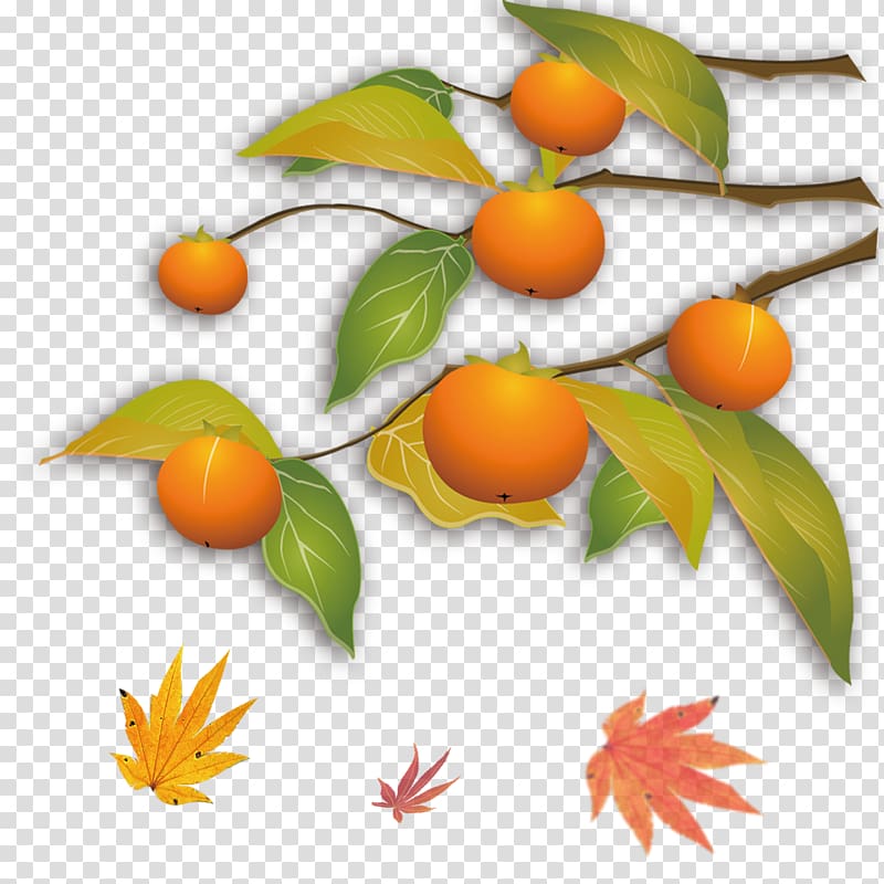 Kumquat Autumn Mandarin orange Tangerine, Orange Maple Leaf transparent background PNG clipart