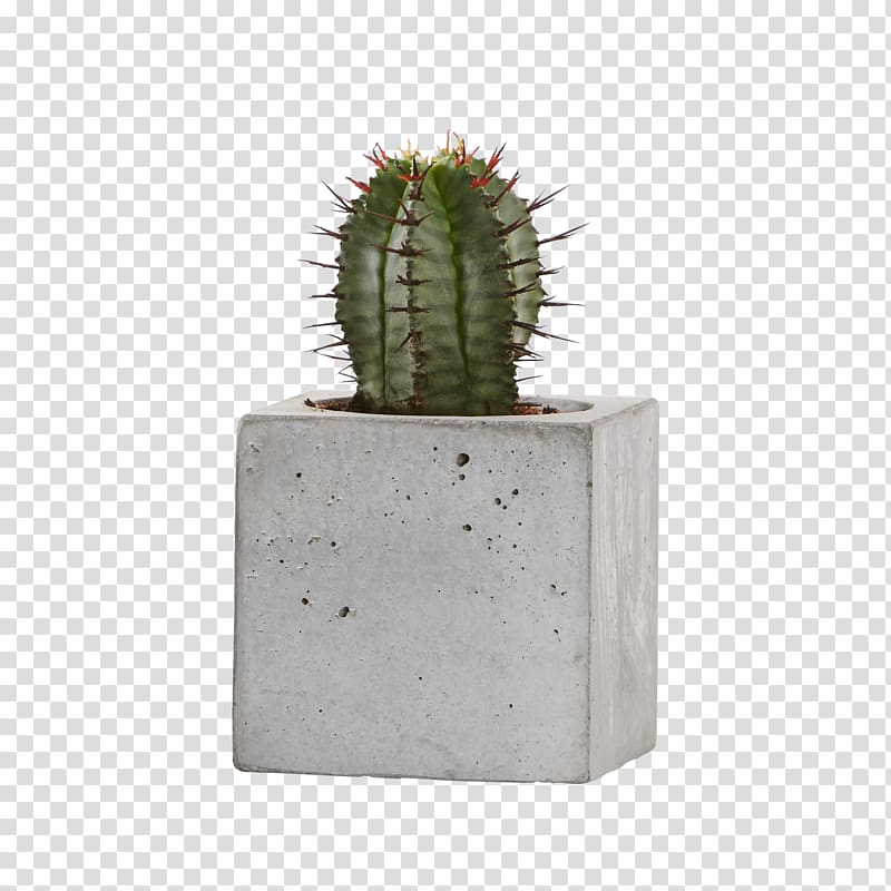 Citroën Cactus M Flowerpot, Aechmea Gamosepala transparent background PNG clipart