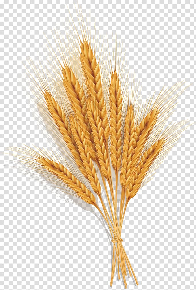 wheat grains , Emmer Spelt Common wheat Ear, Golden wheat transparent background PNG clipart