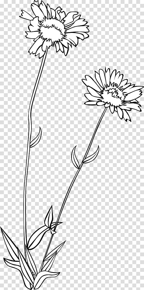 Wildflower Drawing , Gerald G transparent background PNG clipart