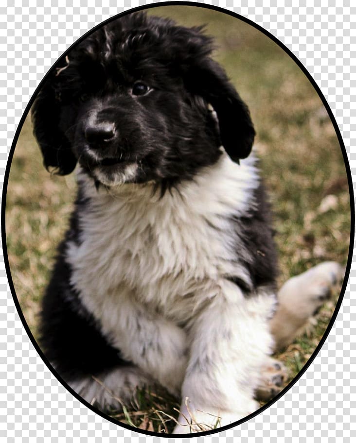 Stabyhoun Newfoundland dog Landseer dog Frisian water dog Puppy, puppy transparent background PNG clipart