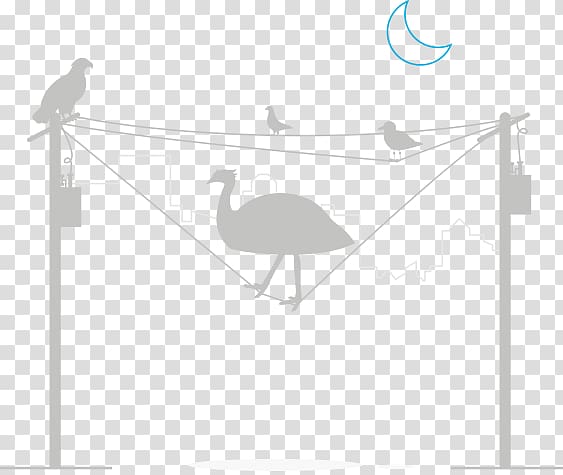 Feather Water bird Goose Cygnini, bird on wire transparent background PNG clipart