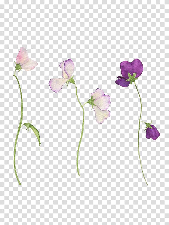 Sweet Pea Flower Tattoo Botanical