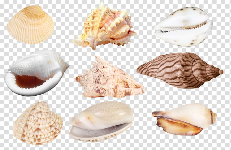 Cockle Veneroida Tellins Baltic macoma Clam, seashell transparent background PNG clipart