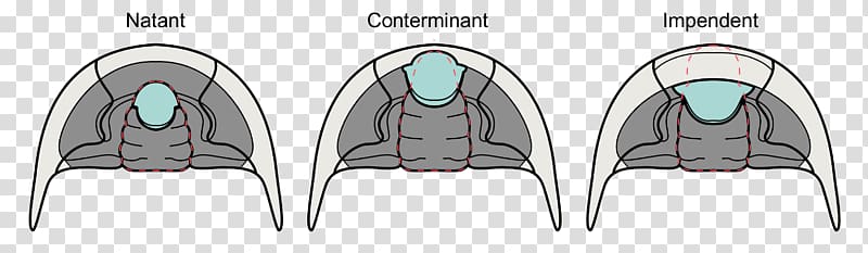 Trilobite Hypostome Cephalon Glabella Fossil, others transparent background PNG clipart