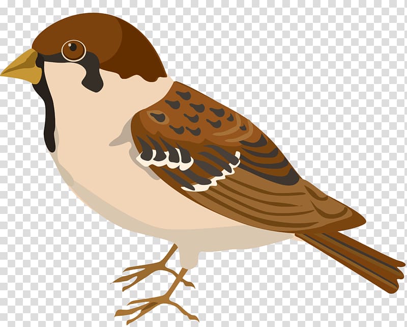 Bird Sparrow Buff-bellied pipit , Sparrow transparent background PNG clipart