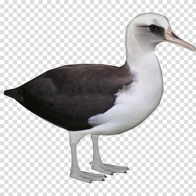 Shorebirds Gulls Great black-backed gull European Herring Gull, albatross transparent background PNG clipart