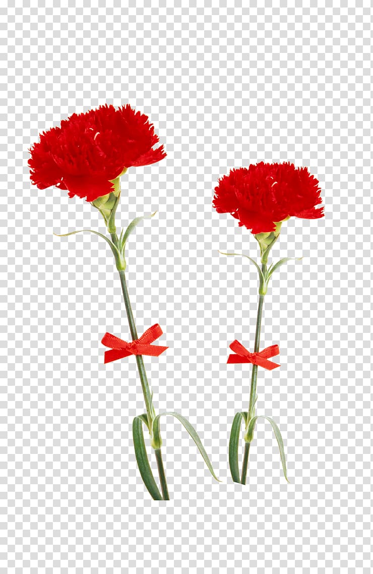 Carnation Flower Multiflora rose Red Beach rose, flower transparent background PNG clipart