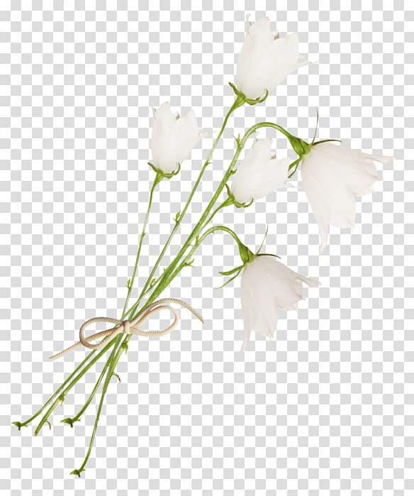 Floral design Bellflowers Cut flowers White, flower transparent background PNG clipart