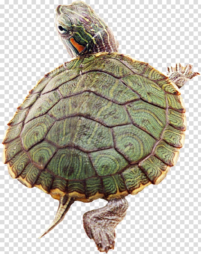Turtle Reptile Desktop , turtle transparent background PNG clipart