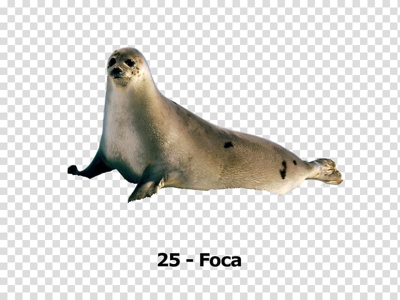Harbor seal Earless seal Sea lion Crabeater seal 0, harbor seal transparent background PNG clipart