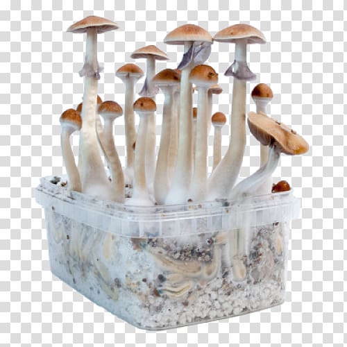 Edible mushroom Magic mushrooms Psilocybin mushroom, mushroom transparent background PNG clipart