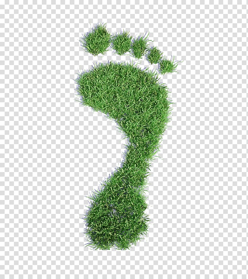 My Revision Notes: Edexcel A2 Geography My Revision Notes: AQA AS Geography: My Revision Notes My Revision Notes: Edexcel AS/A-level Geography My Revision Notes: OCR A2 Biology Sustainable Living Explained, Footprints grass transparent background PNG clipart