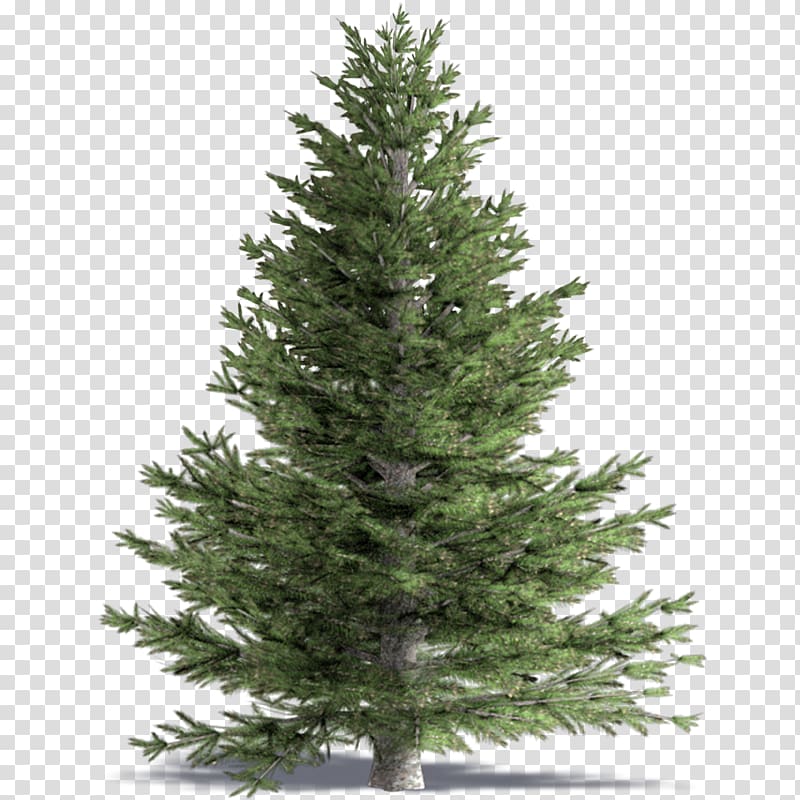 Spruce White fir Pine Building information modeling False cypress, conifers transparent background PNG clipart