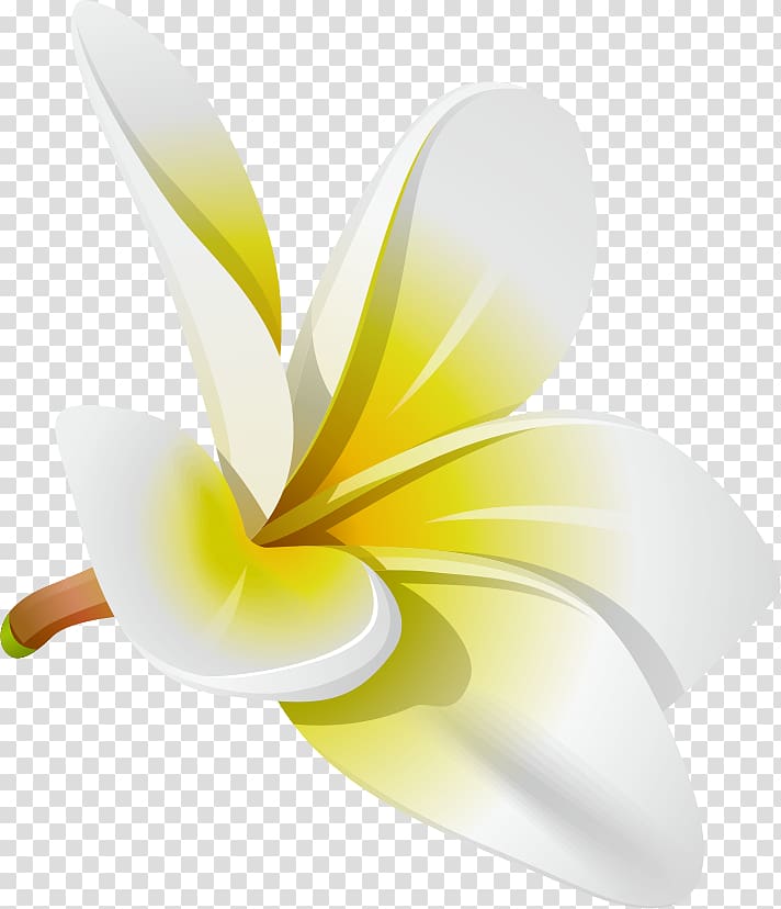 white and plumeria in bloom illustration, Frangipani , frangipani transparent background PNG clipart