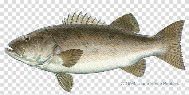 Giant sea bass Largemouth bass Black sea bass, sea transparent background PNG clipart