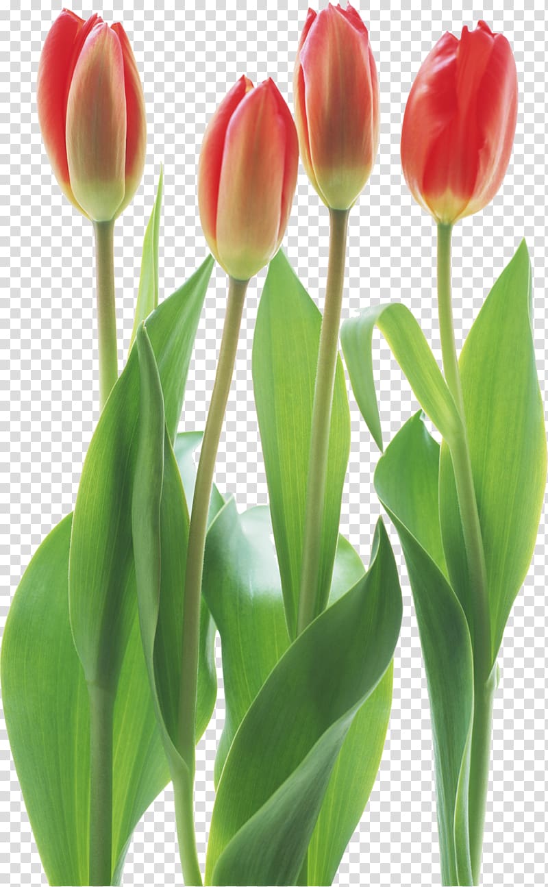 Tulip Cut flowers Floristry, tulip transparent background PNG clipart