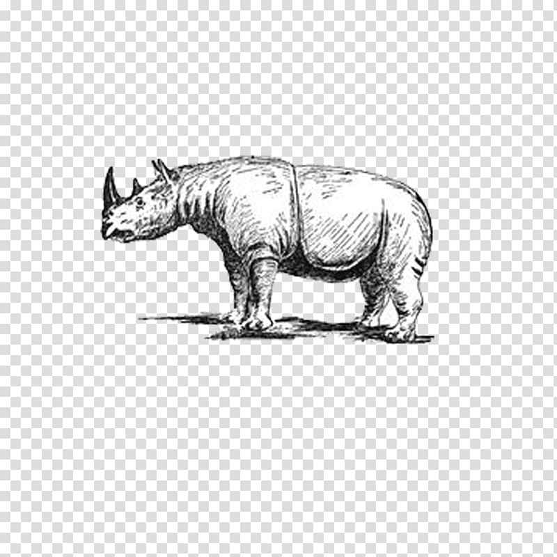Javan rhinoceros Sumatran rhinoceros Indian rhinoceros Big five game Leopard, Rhino Painting transparent background PNG clipart