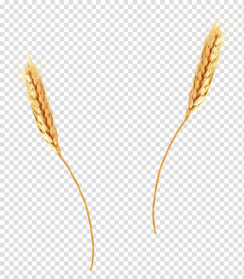 Common wheat Emmer Cereal , wheat transparent background PNG clipart