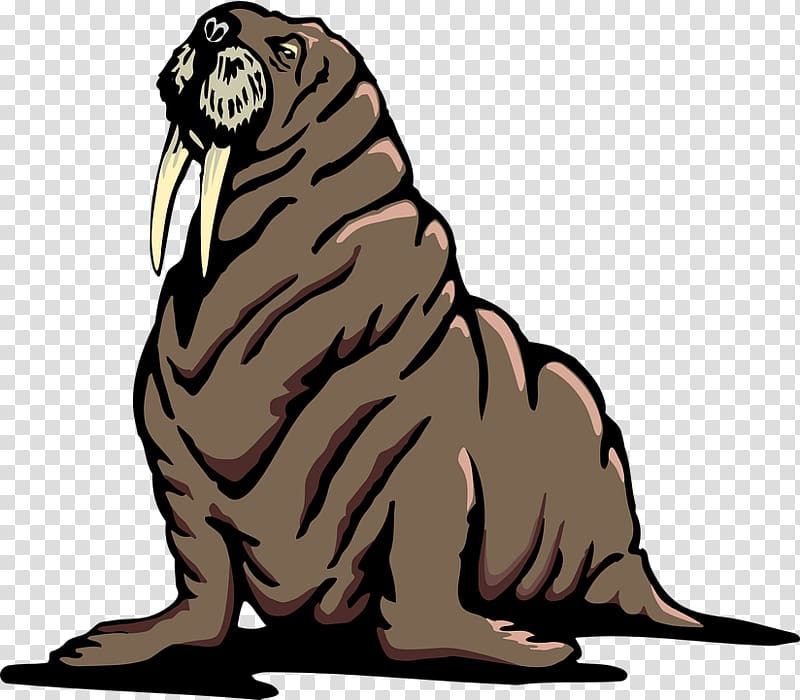 Walrus , flippers transparent background PNG clipart
