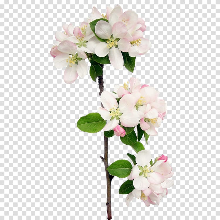 Floral design Flower Petal Blossom, flower transparent background PNG clipart