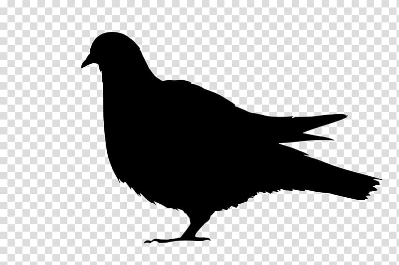 Domestic pigeon Columbidae Silhouette , white pigeon transparent background PNG clipart