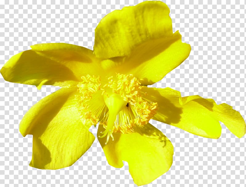 Close-up Common evening-primrose Pollen, others transparent background PNG clipart