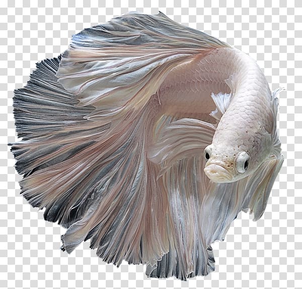 Siamese Fighting Fish Kuhli Loach Aquarium Fin Fish Transparent Background Png Clipart Hiclipart