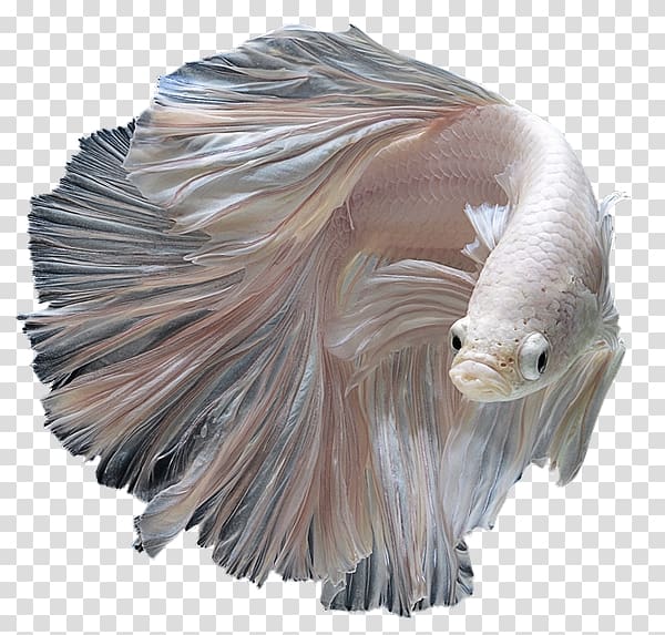 Siamese fighting fish Kuhli loach Aquarium Fin, fish transparent background PNG clipart