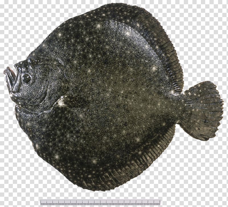 Flounder Ceviche Sole Tilapia Turbot, fish transparent background PNG clipart