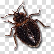 brown insect illustration, Dark Brown Bed Bug transparent background PNG clipart