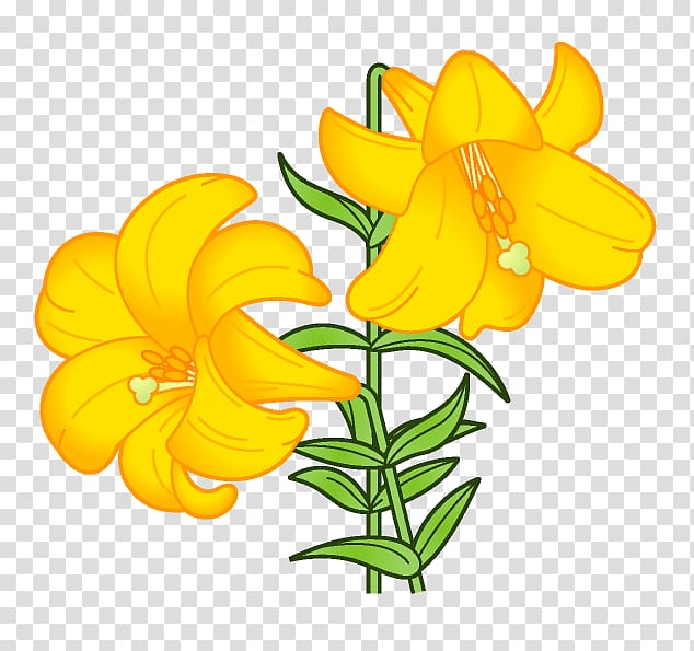 Lilium Flower Book illustration , flower transparent background PNG clipart