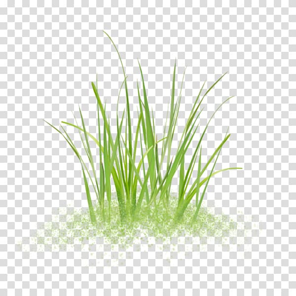 Sweet Grass Vetiver Plants Skunks Aquarium, tall grass transparent background PNG clipart