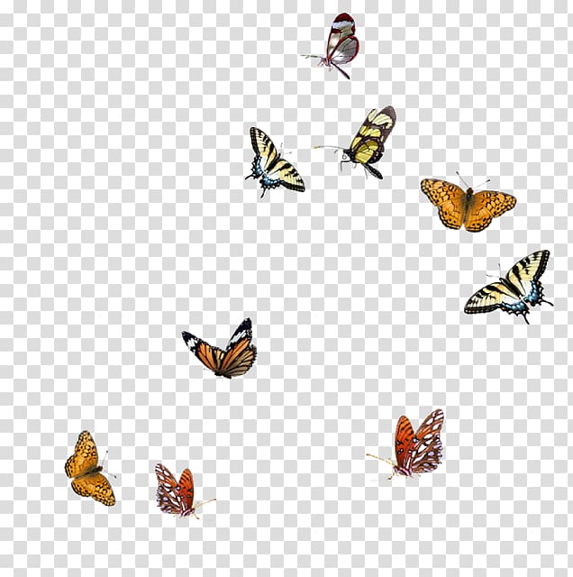 Butterfly Insect, butterfly transparent background PNG clipart