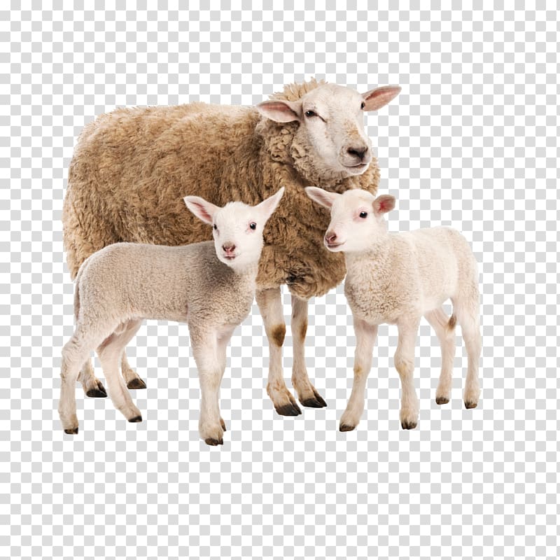 brown sheep and two sheep kids, Limousin cattle Charolais cattle Sheep Goat Farm, sheep transparent background PNG clipart