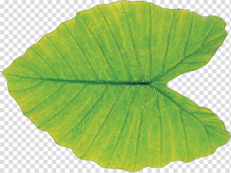 Leaf Green Plant pathology, leaf transparent background PNG clipart