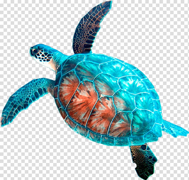 Loggerhead sea turtle Car rental Hanauma Bay, turtle transparent background PNG clipart