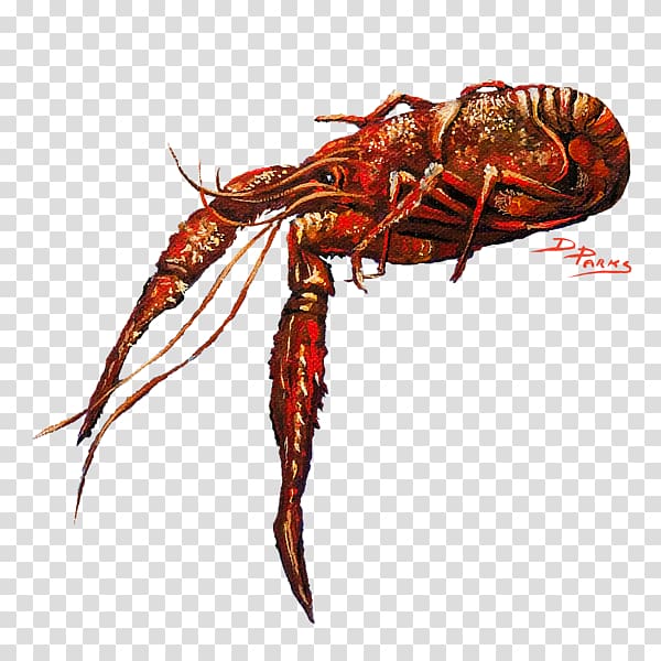 American lobster Homarus gammarus Crayfish Dungeness crab Spiny lobster, crab transparent background PNG clipart