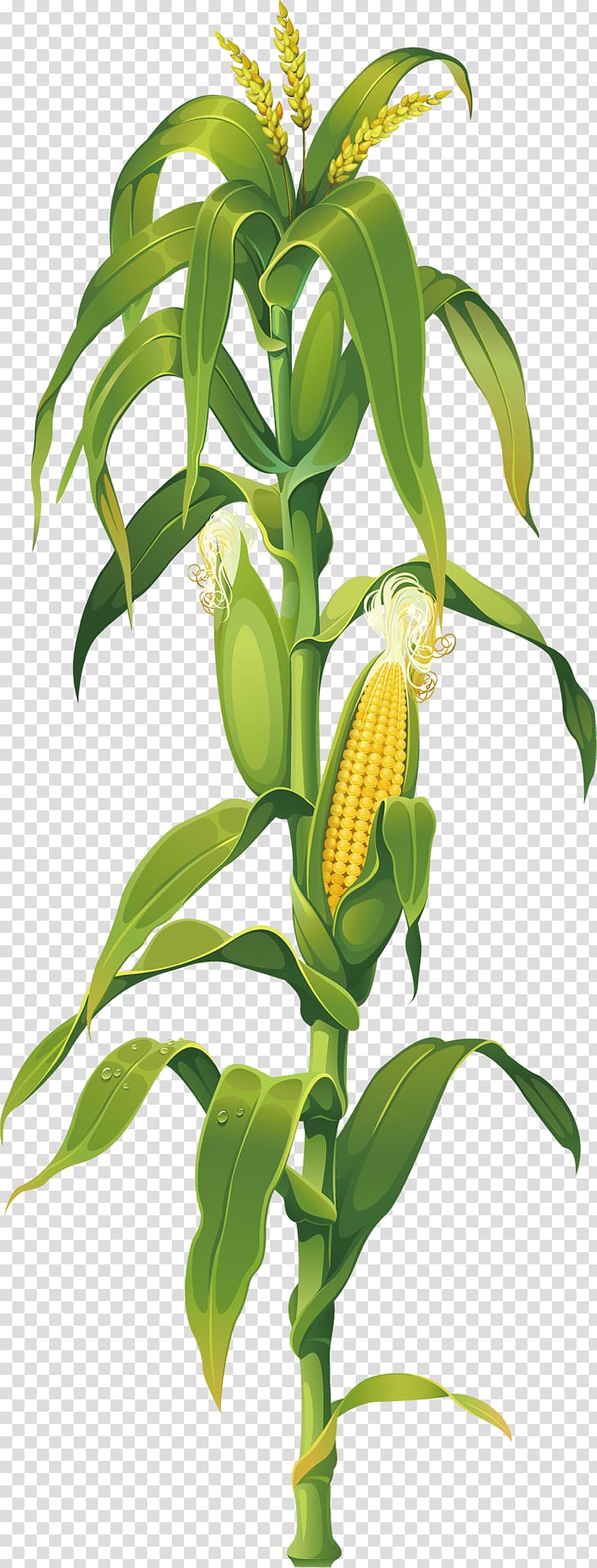 green corn plant illustration, Maize Corn on the cob Drawing Plant , corn transparent background PNG clipart