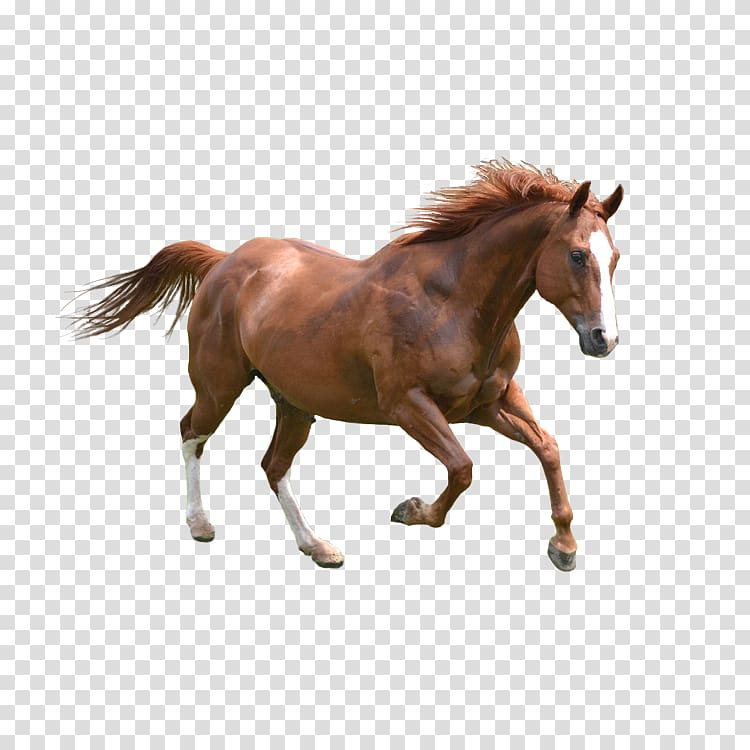 Horse Dog Pet Icon, horse transparent background PNG clipart