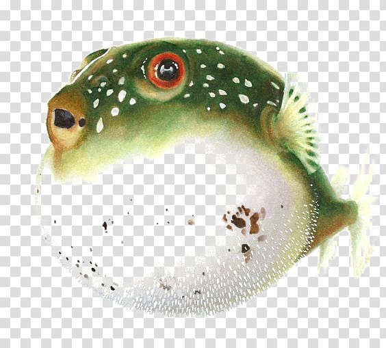 Pufferfish Fugu Drawing Watercolor painting , Puffer fish transparent background PNG clipart