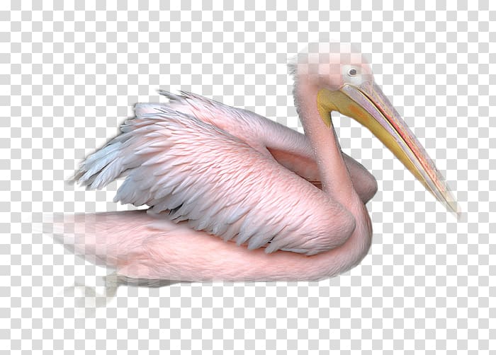 Pelican PaintShop Pro Bird Animal, Nikita transparent background PNG clipart
