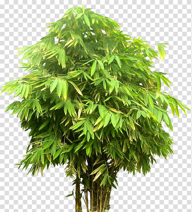 Tree Bamboo, bamboo transparent background PNG clipart