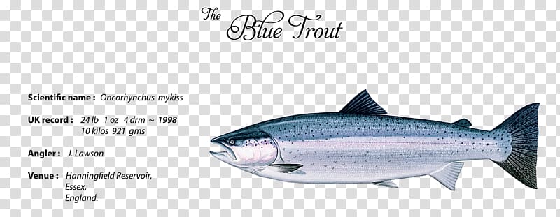 Sardine Trout Fish products Oily fish Thunnus, fish transparent background PNG clipart