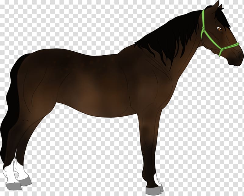 Mustang Pony Stallion Horse Harnesses Bridle, reclaimed land transparent background PNG clipart