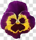 pansy transparent background PNG clipart