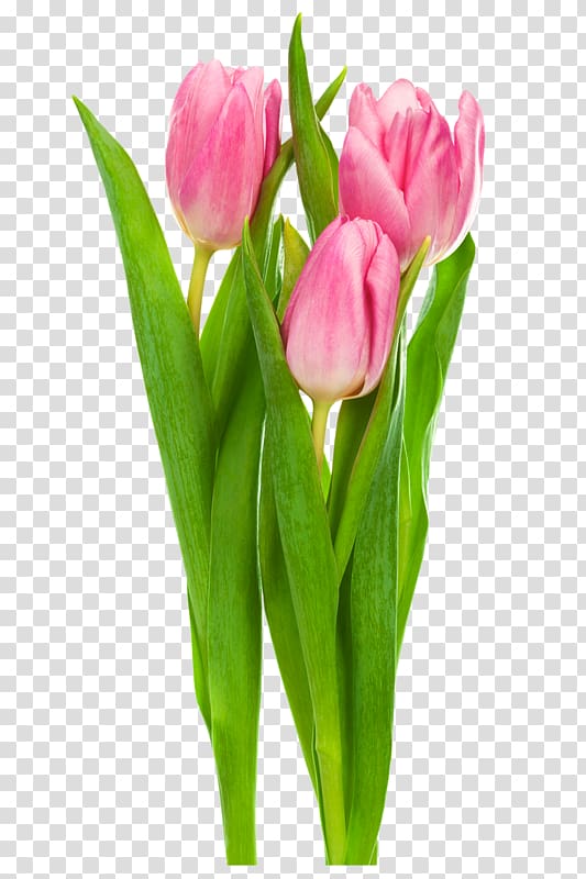 Indira Gandhi Memorial Tulip Garden Flower , tulip transparent background PNG clipart